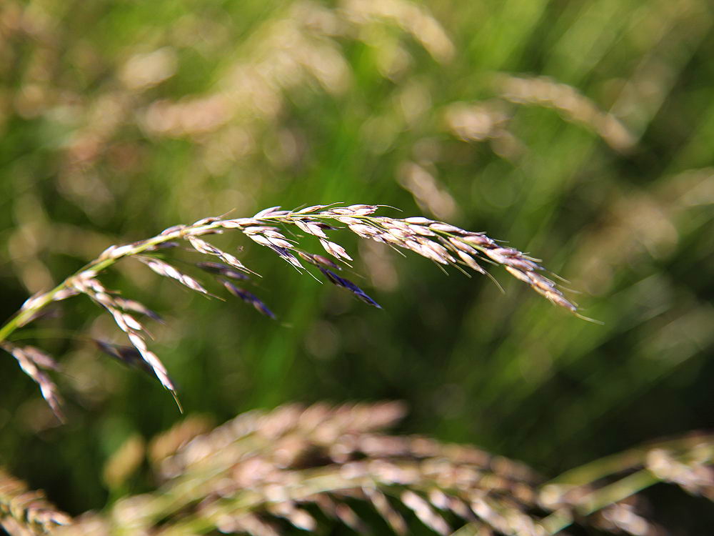 zur &Uuml;bersicht Filigran 5