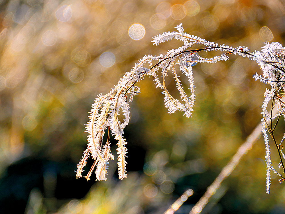 zur &Uuml;bersicht Filigran 5