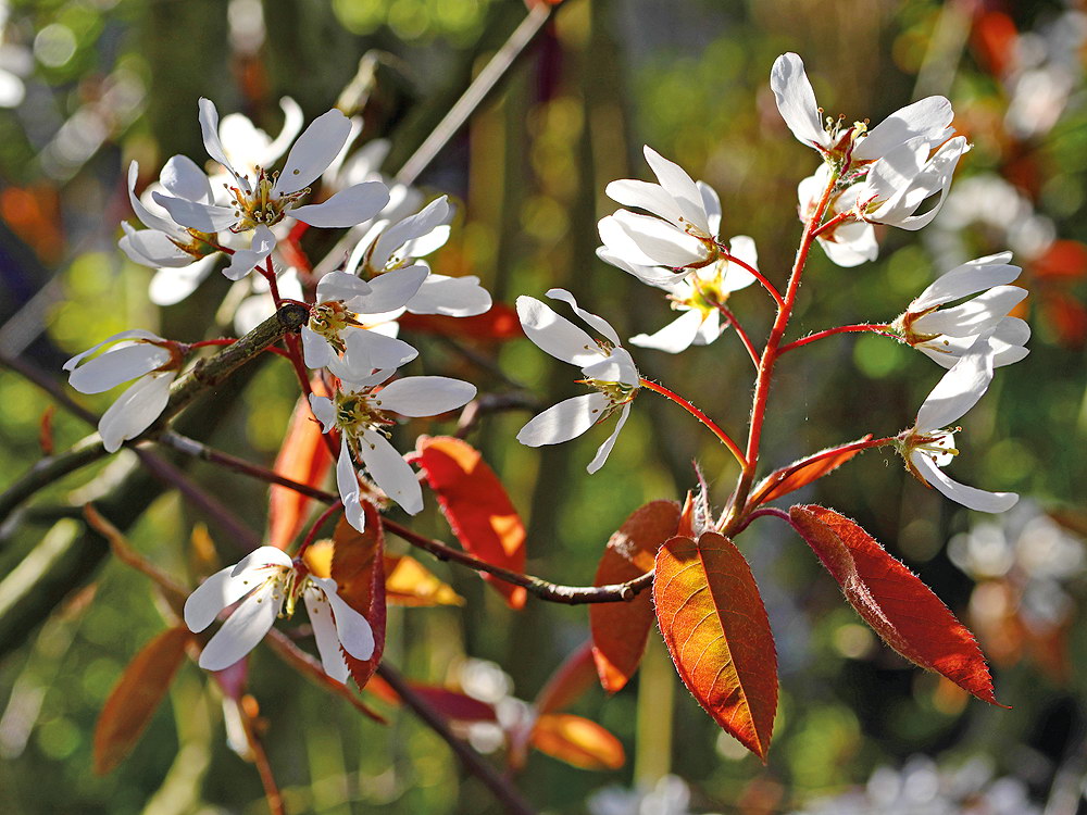 zur &Uuml;bersicht Filigran 5