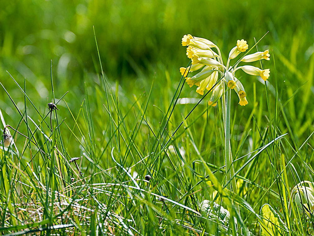 zur &Uuml;bersicht Filigran 5