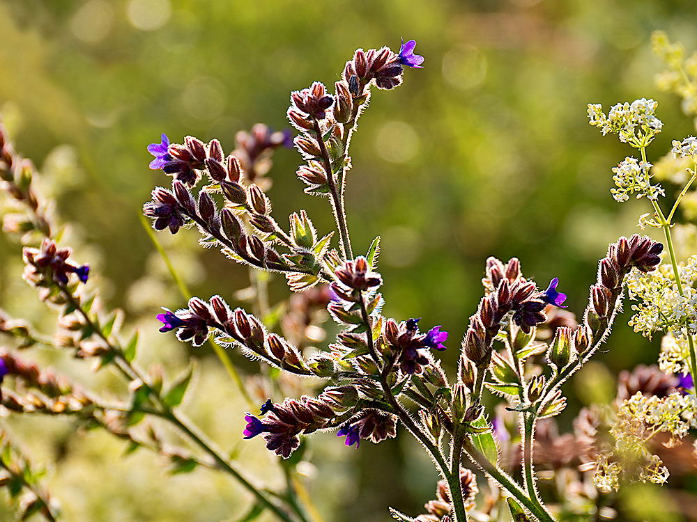 zur &Uuml;bersicht Filigran 5