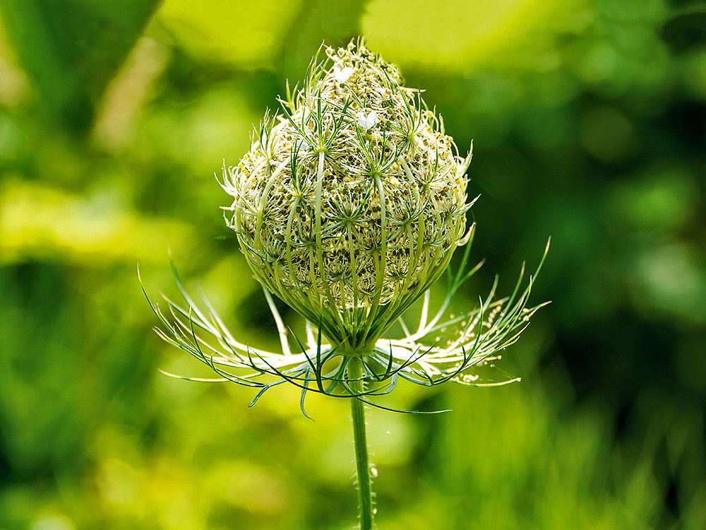 zur &Uuml;bersicht Filigran 6