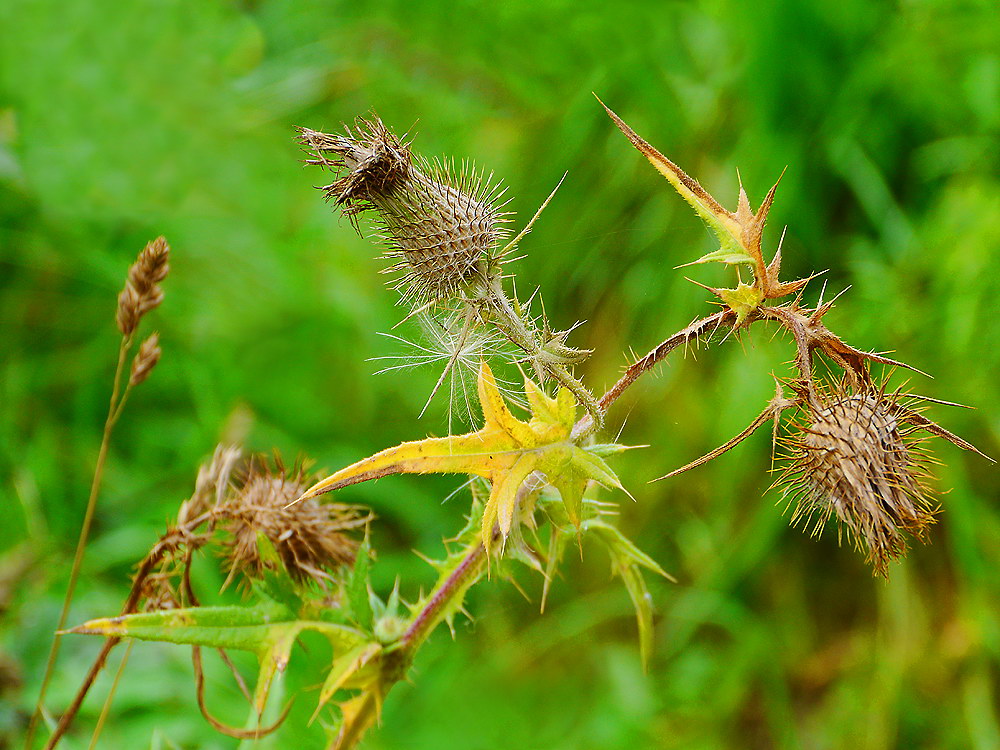 zur &Uuml;bersicht Filigran 6