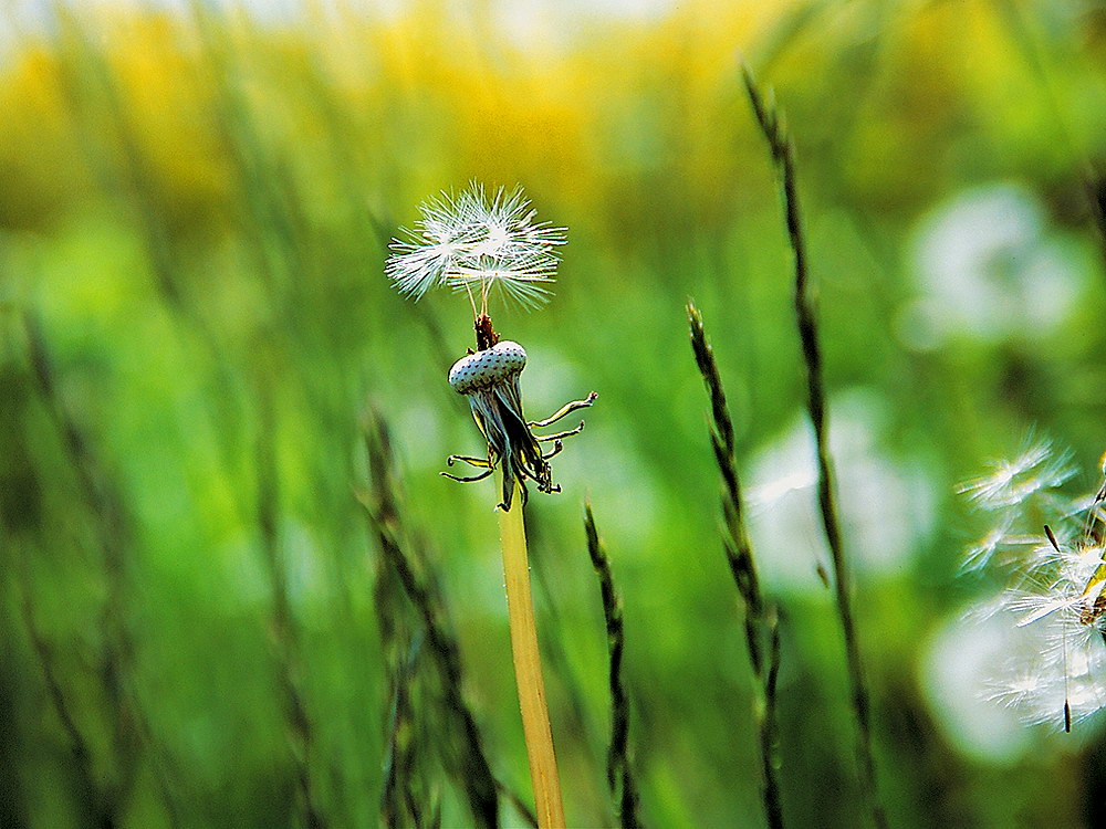 zur &Uuml;bersicht Filigran 6