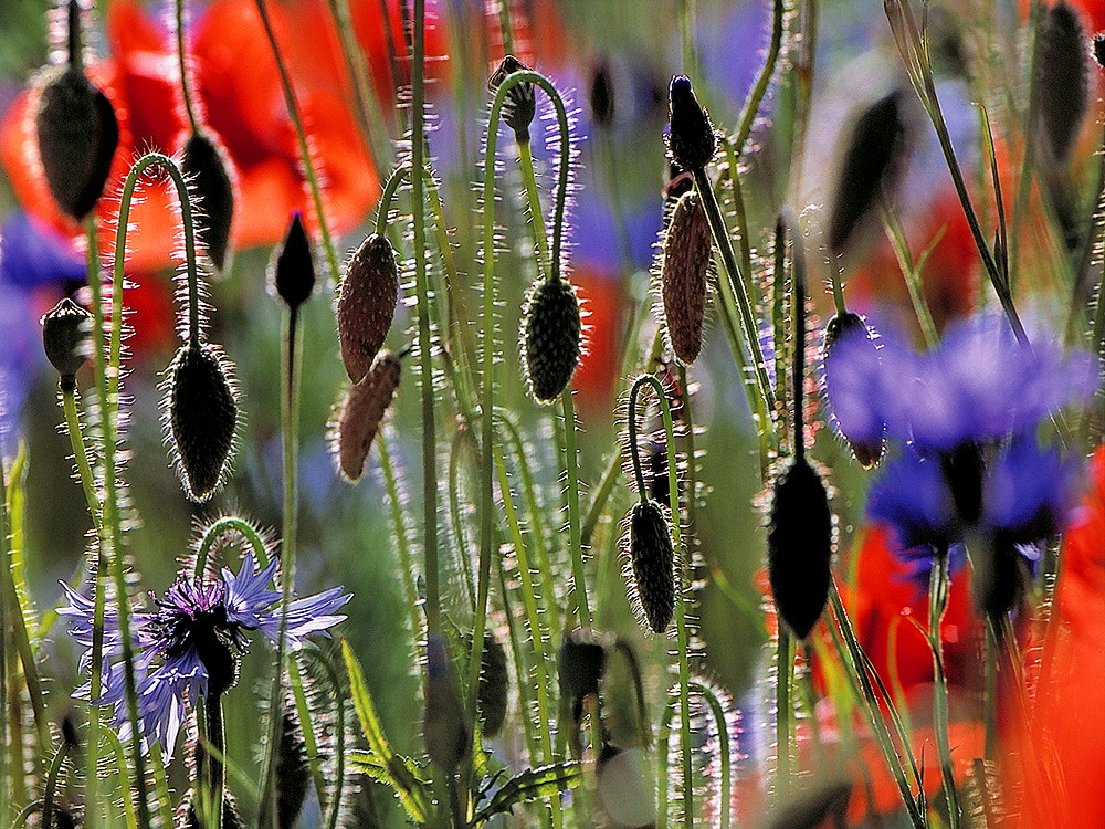 zur &Uuml;bersicht Filigran 6