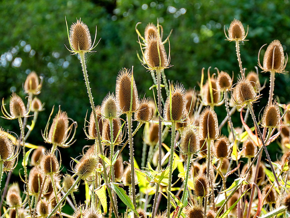 zur &Uuml;bersicht Filigran 6