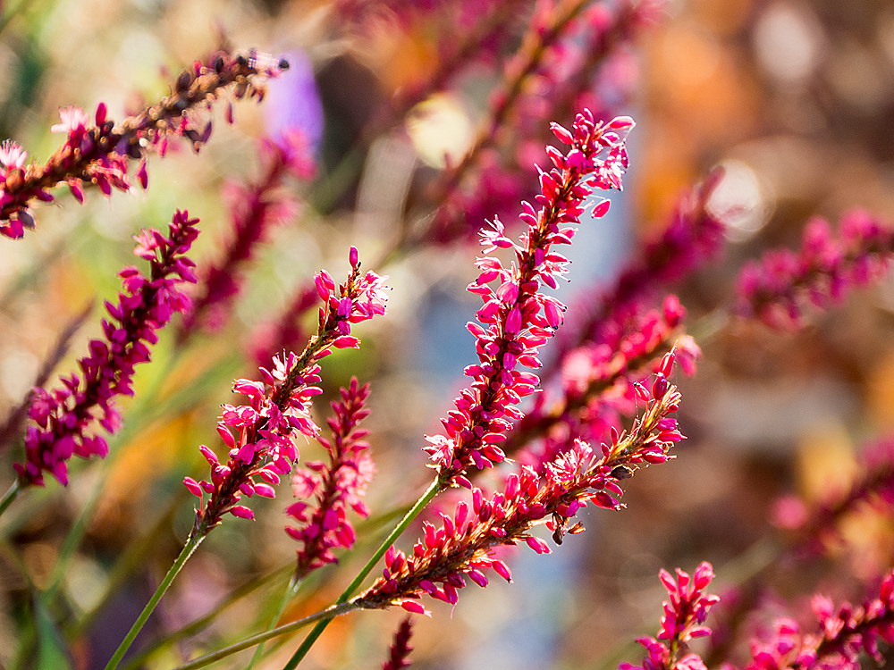 zur &Uuml;bersicht Filigran 6