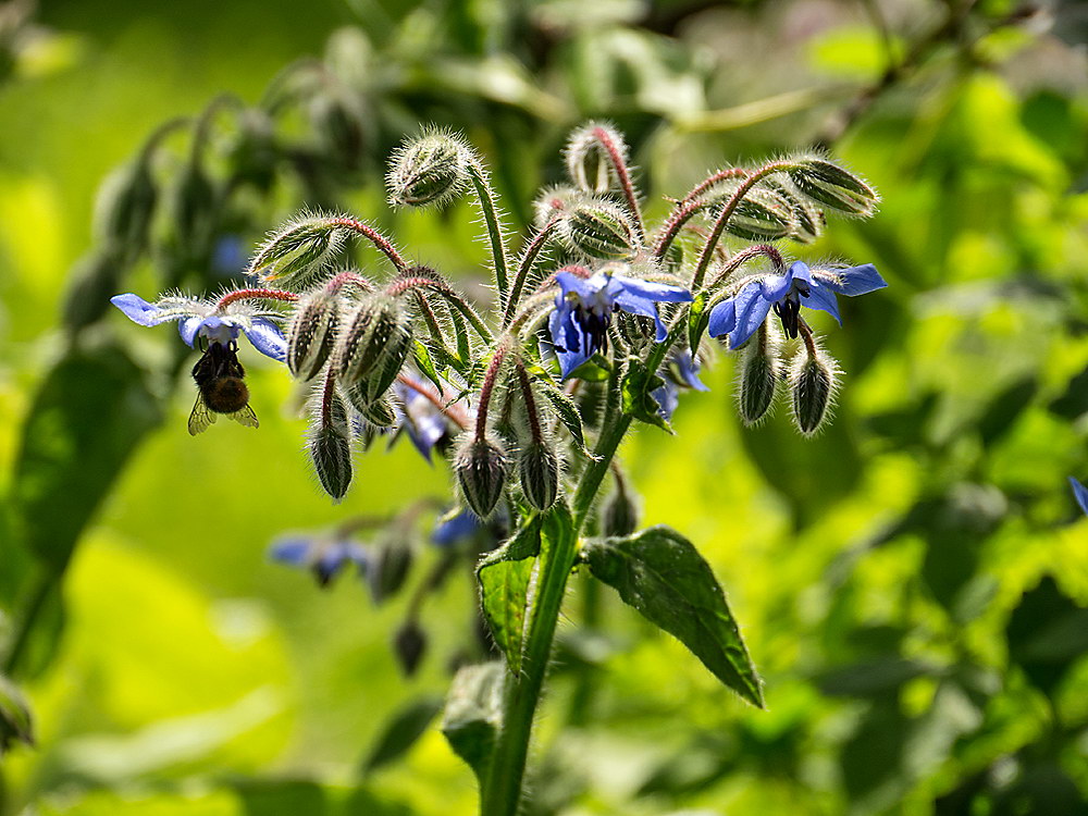 zur &Uuml;bersicht Filigran 7