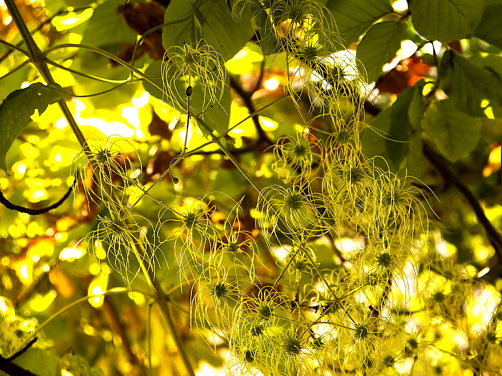 zur &Uuml;bersicht Filigran 7
