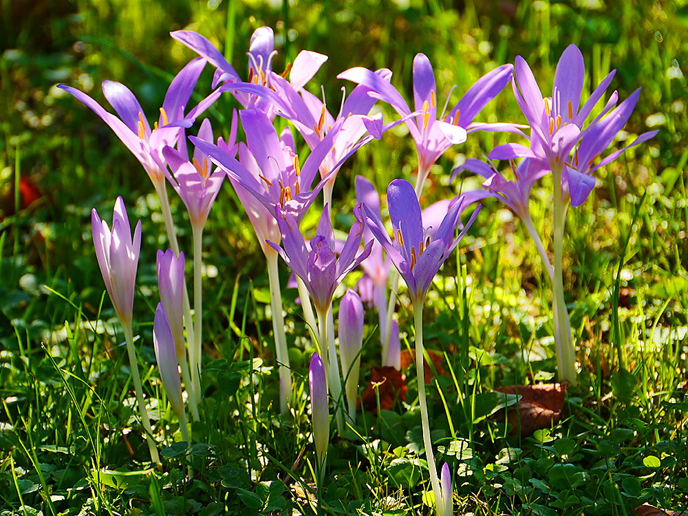 zur &Uuml;bersicht Filigran 7