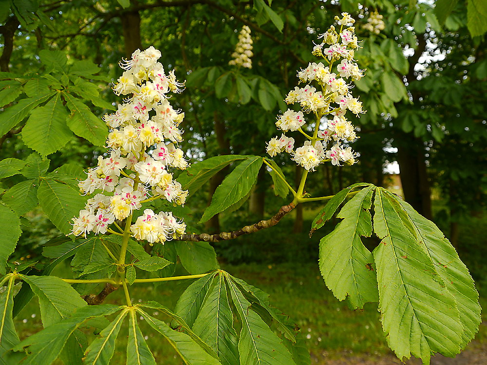 zur &Uuml;bersicht Filigran 7