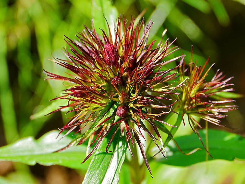 zur &Uuml;bersicht Filigran 7