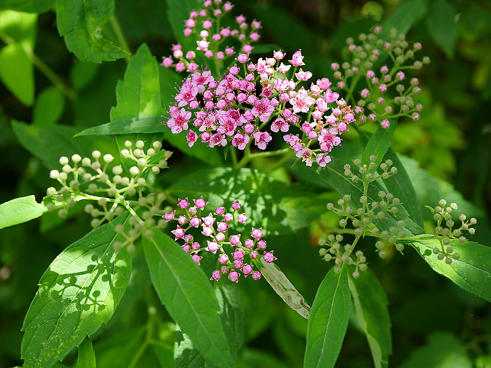 zur &Uuml;bersicht Filigran 7