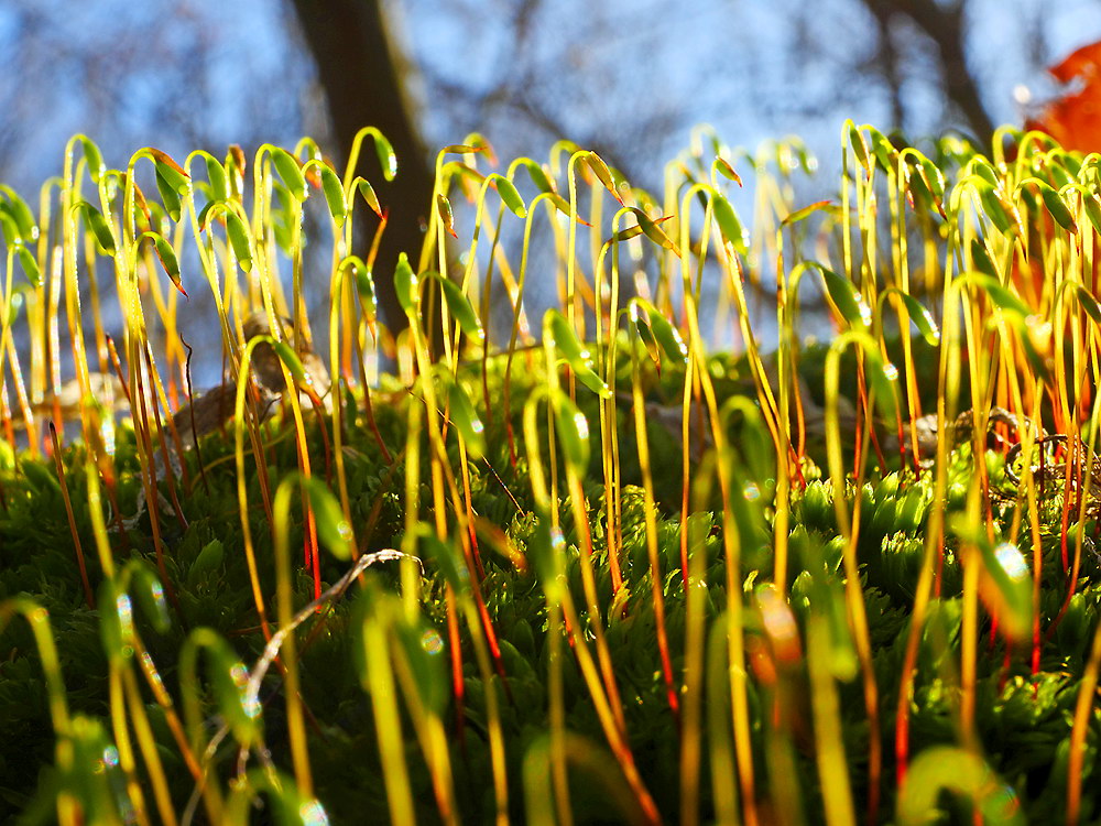 zur &Uuml;bersicht Filigran 7