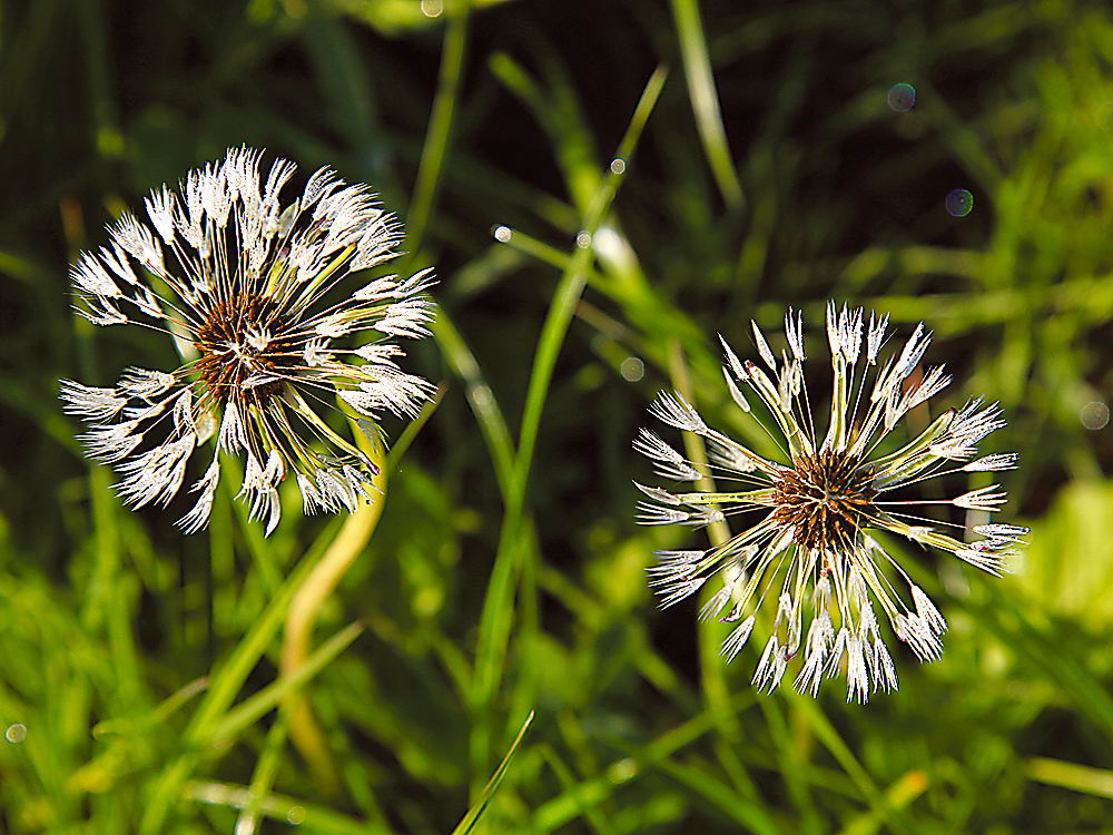zur &Uuml;bersicht Filigran 7