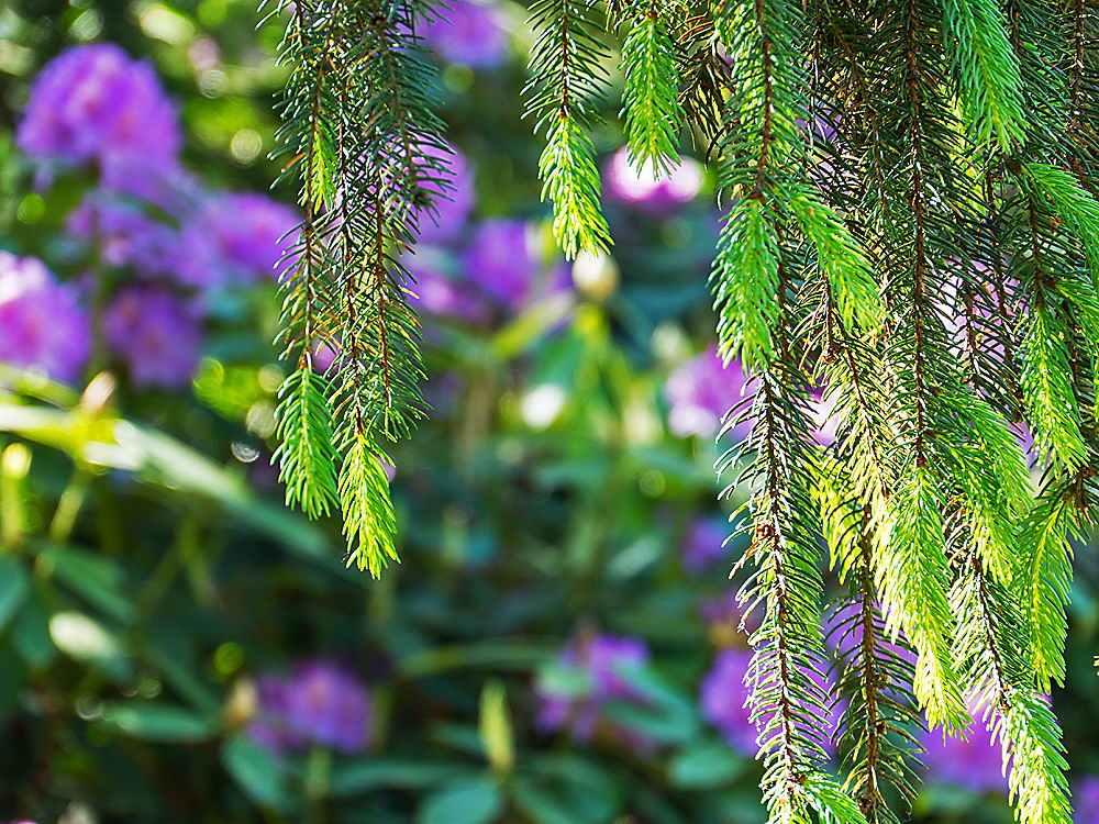zur &Uuml;bersicht Filigran 7