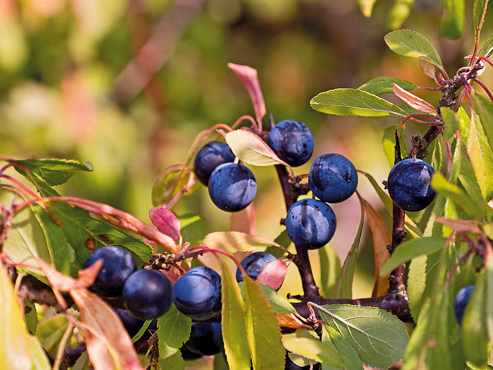 zur &Uuml;bersicht Fr&uuml;chte 5