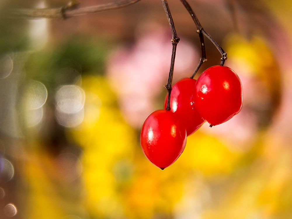 zur &Uuml;bersicht Fr&uuml;chte 5