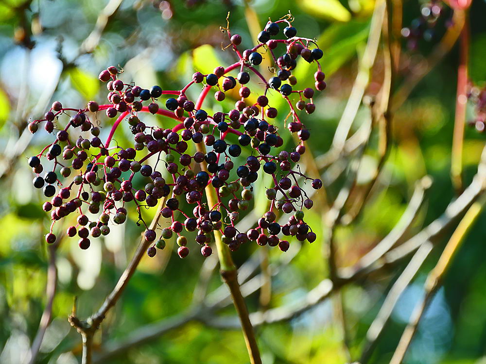 zur &Uuml;bersicht Fr&uuml;chte 5