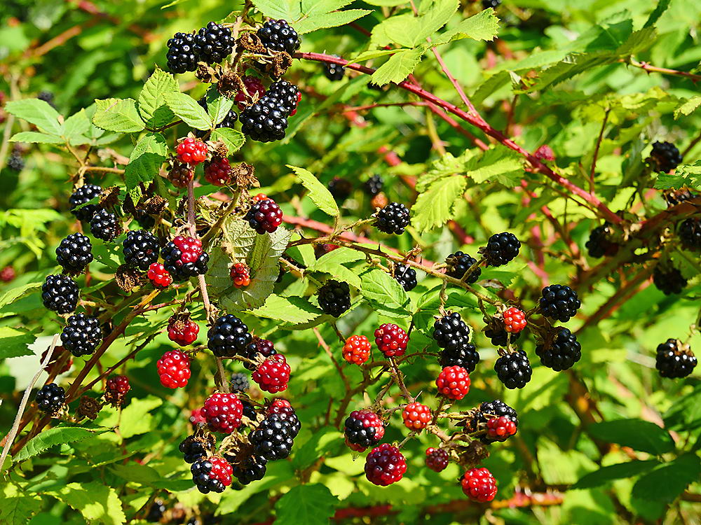 zur &Uuml;bersicht Fr&uuml;chte 5