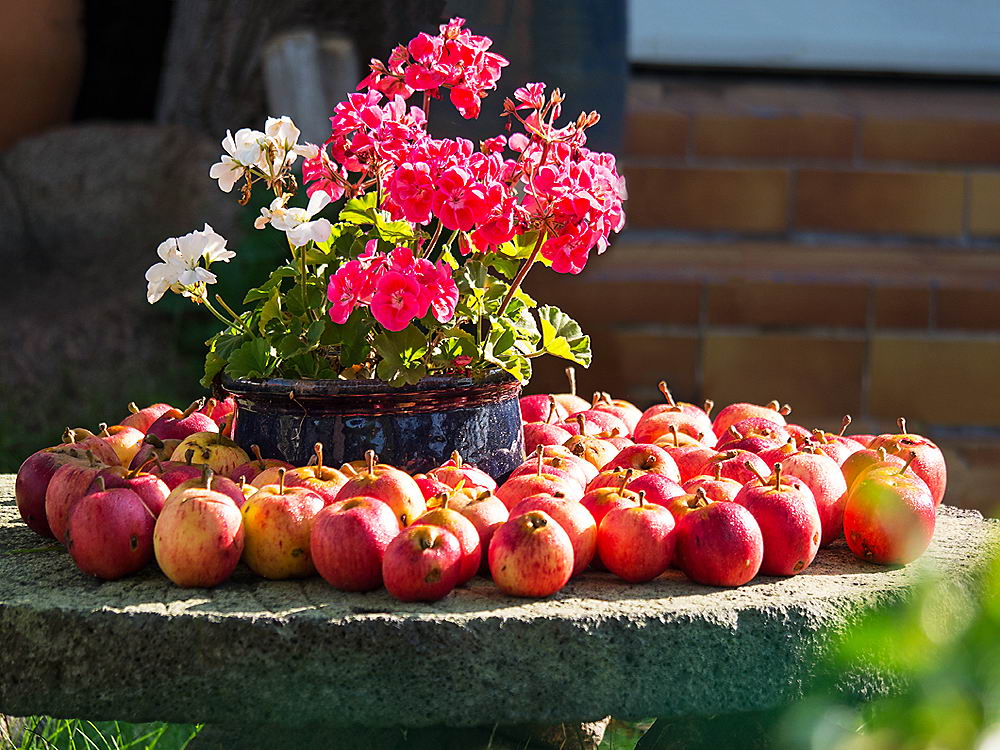 zur &Uuml;bersicht Fr&uuml;chte 5
