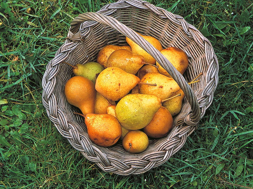 zur &Uuml;bersicht Fr&uuml;chte 5