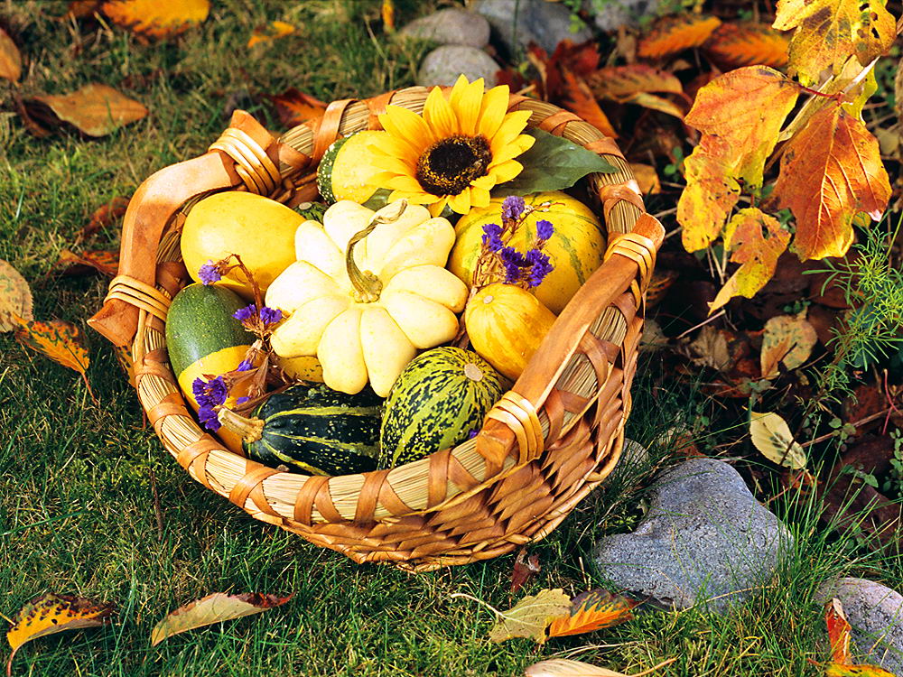 zur &Uuml;bersicht Fr&uuml;chte 5