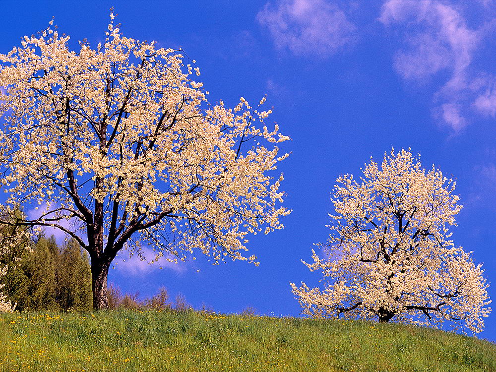 zur &Uuml;bersicht Fr&uuml;hling 2