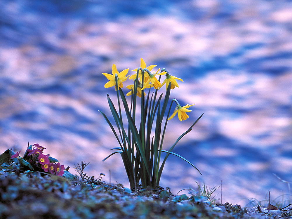 zur &Uuml;bersicht Fr&uuml;hling 2