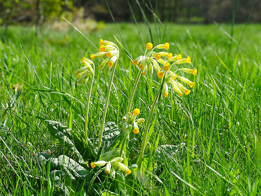 zur &Uuml;bersicht Fr&uuml;hling 2