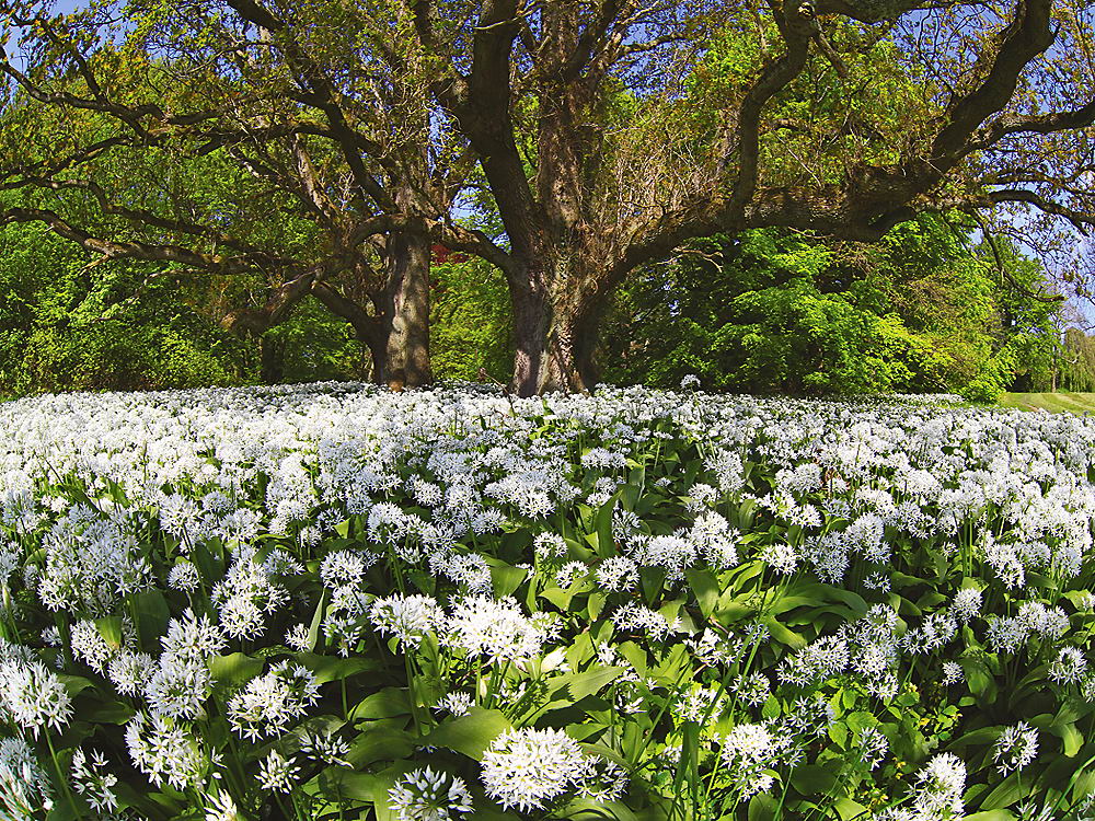 zur &Uuml;bersicht Fr&uuml;hling 2