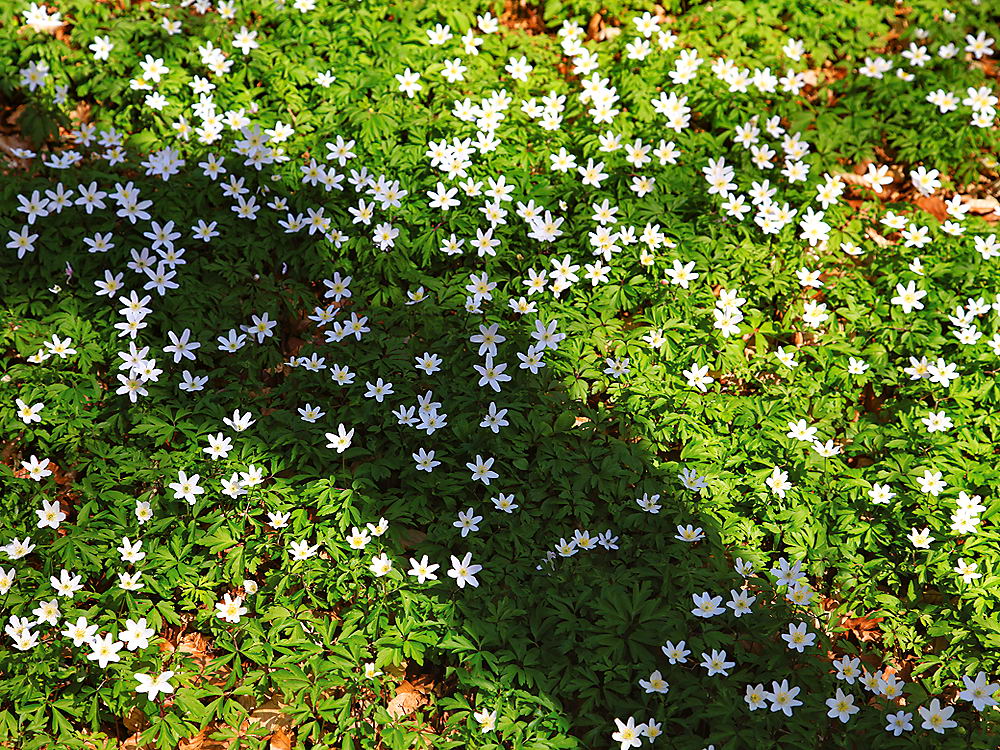 zur &Uuml;bersicht Fr&uuml;hling 2