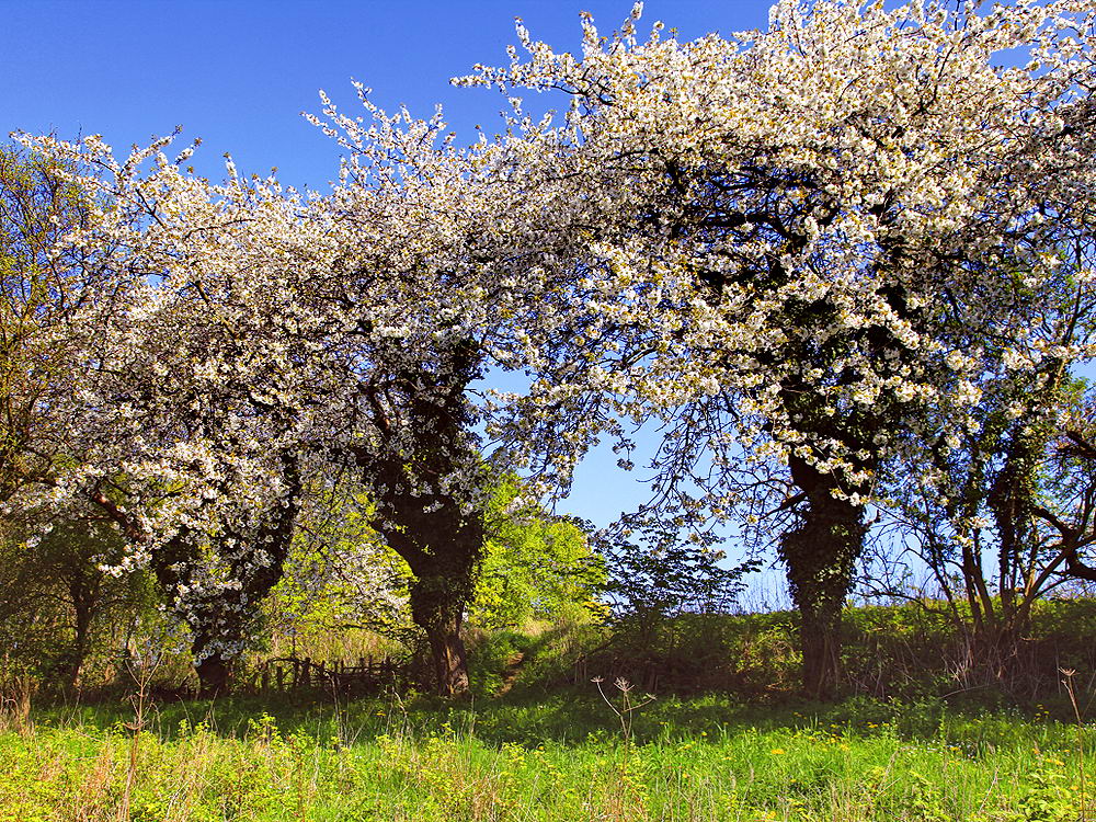 zur &Uuml;bersicht Fr&uuml;hling 2