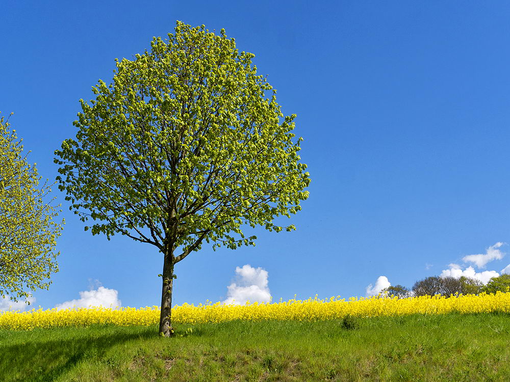 zur &Uuml;bersicht Fr&uuml;hling 3