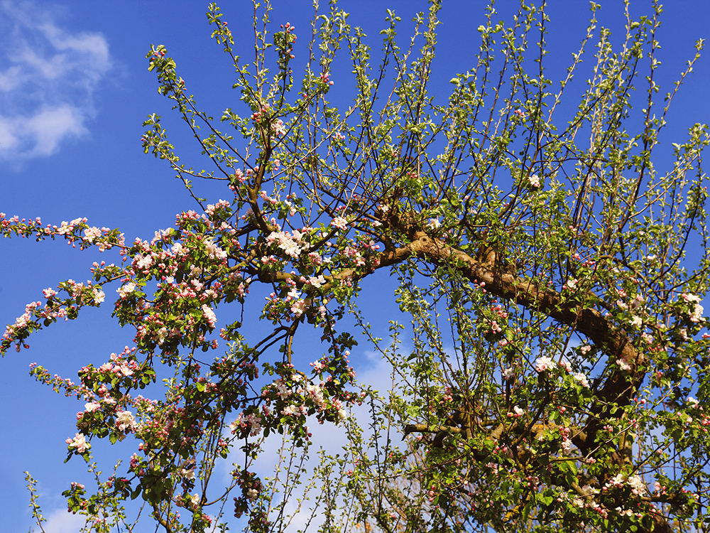 zur &Uuml;bersicht Fr&uuml;hling 3