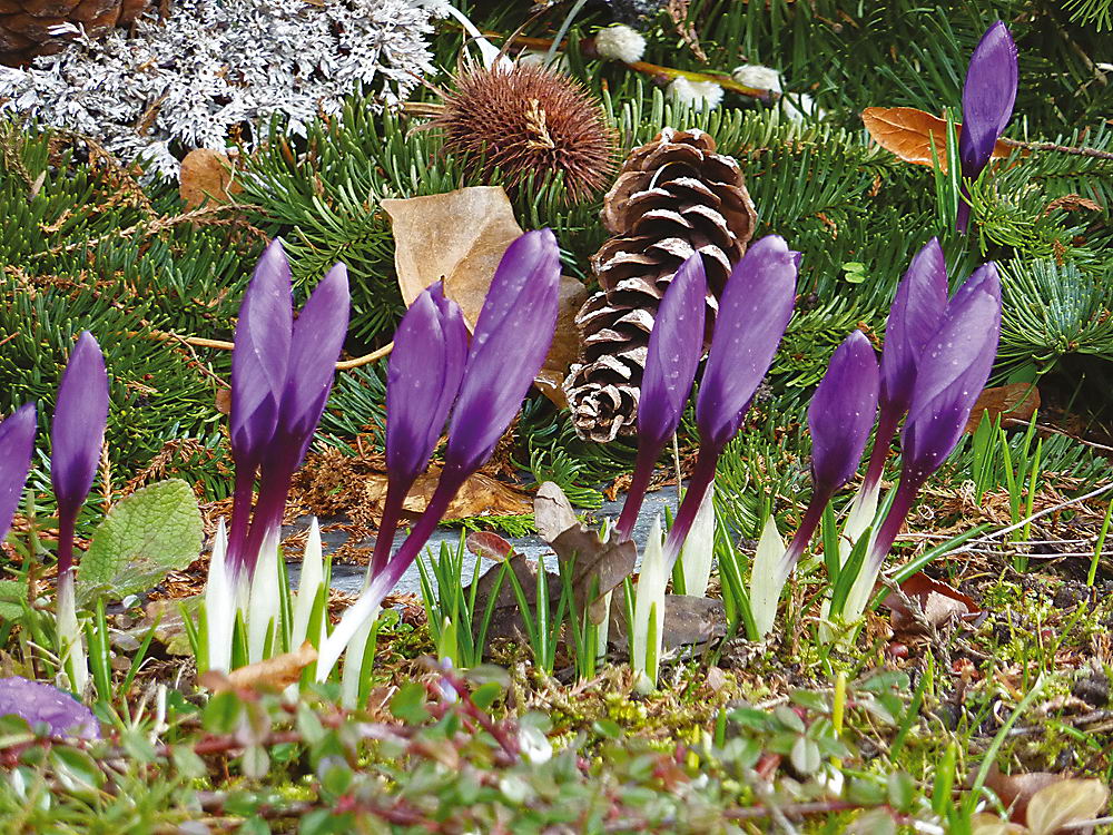 zur &Uuml;bersicht Fr&uuml;hling 3