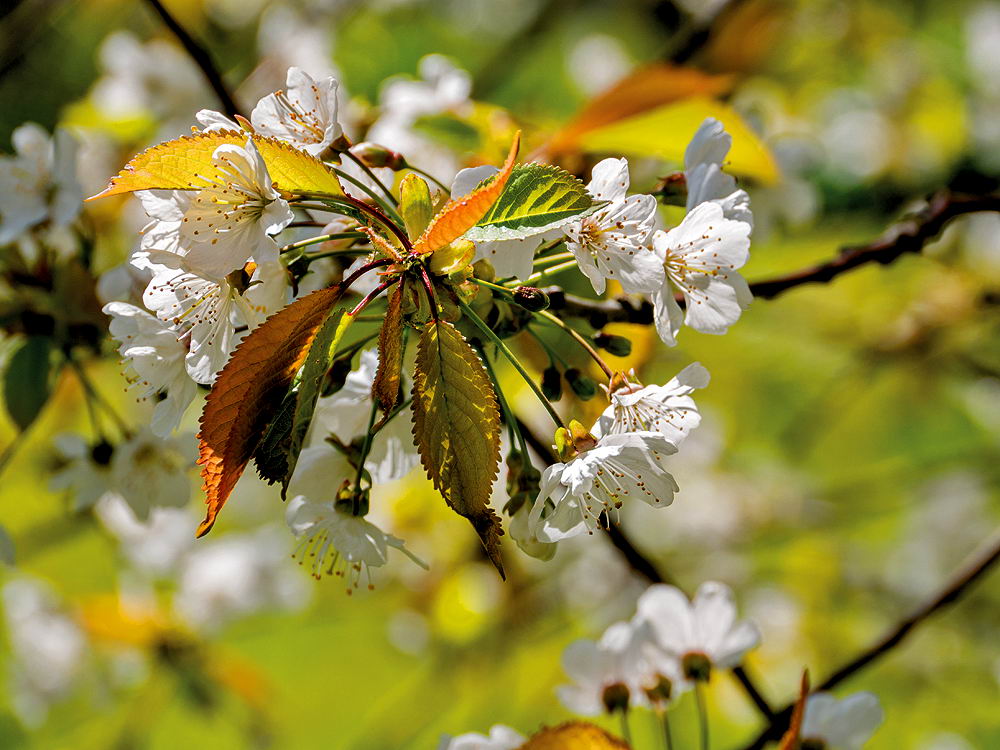 zur &Uuml;bersicht Fr&uuml;hling 3