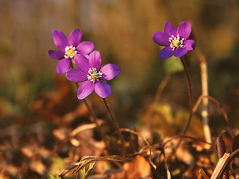 zur &Uuml;bersicht Fr&uuml;hling 3