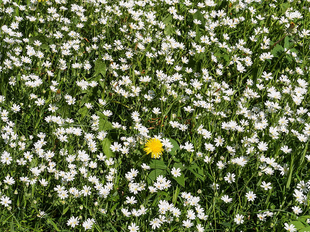 zur &Uuml;bersicht Fr&uuml;hling 3