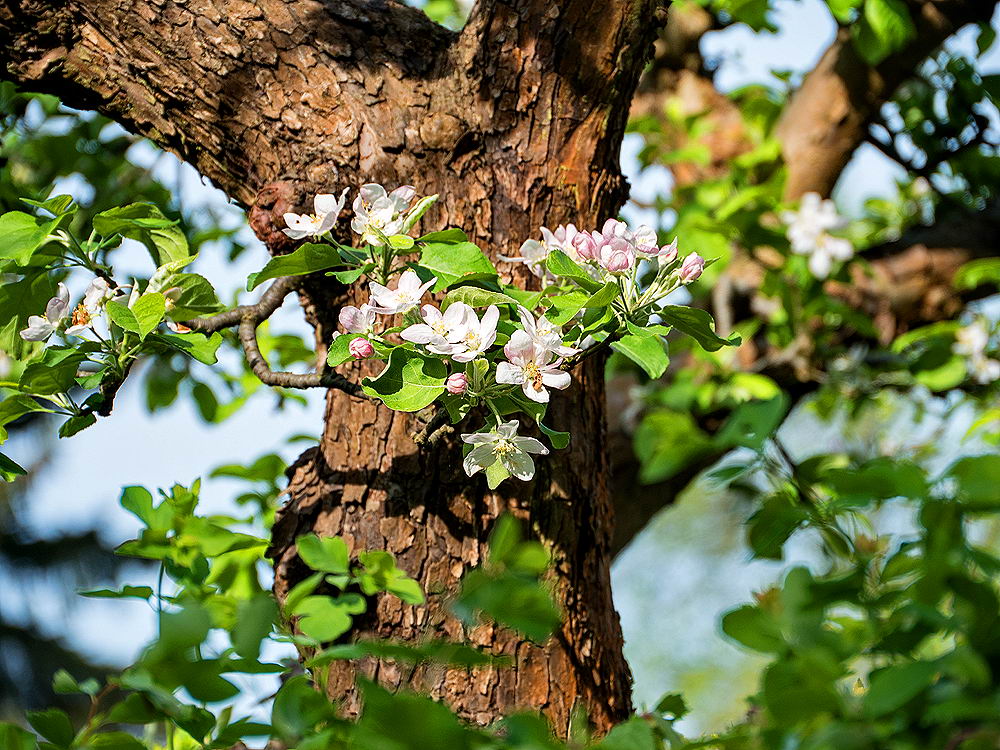 zur &Uuml;bersicht Fr&uuml;hling 4