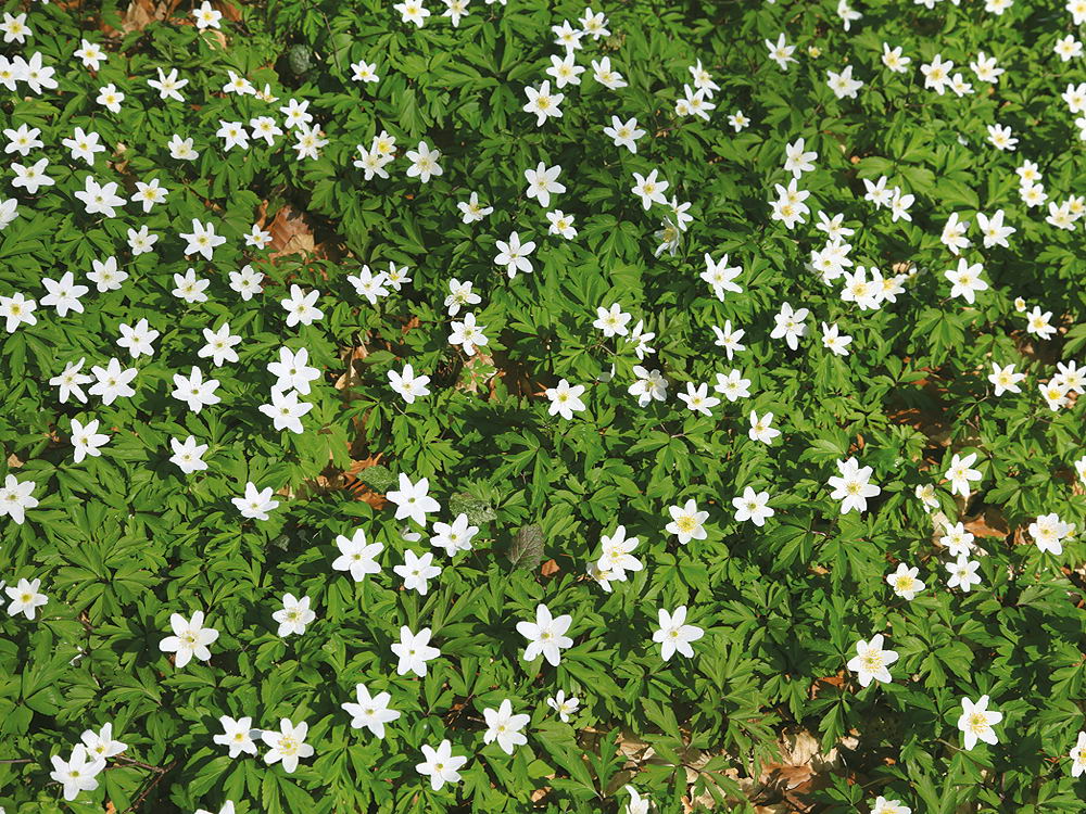 zur &Uuml;bersicht Fr&uuml;hling 4