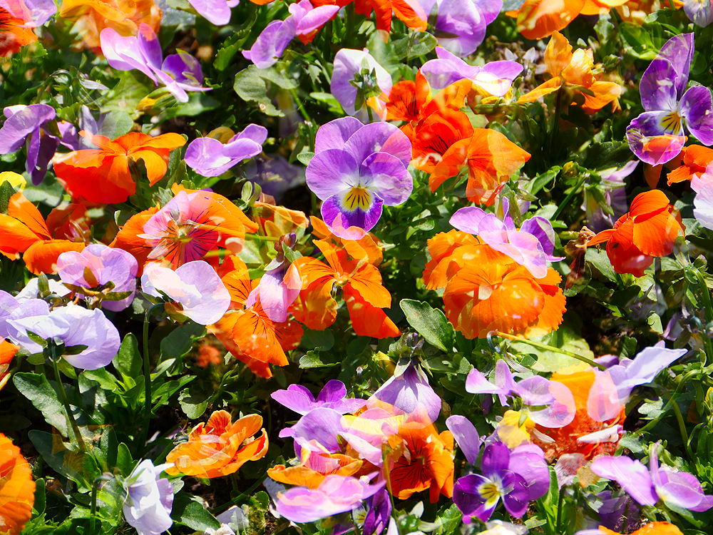 zur &Uuml;bersicht Fr&uuml;hling 4