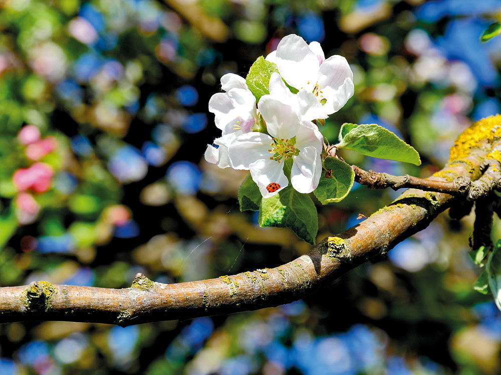 zur &Uuml;bersicht Fr&uuml;hling 4