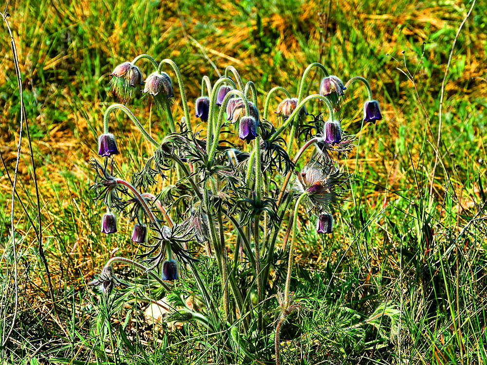 zur &Uuml;bersicht Fr&uuml;hling 4