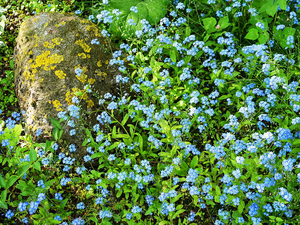 zur &Uuml;bersicht Fr&uuml;hling 4