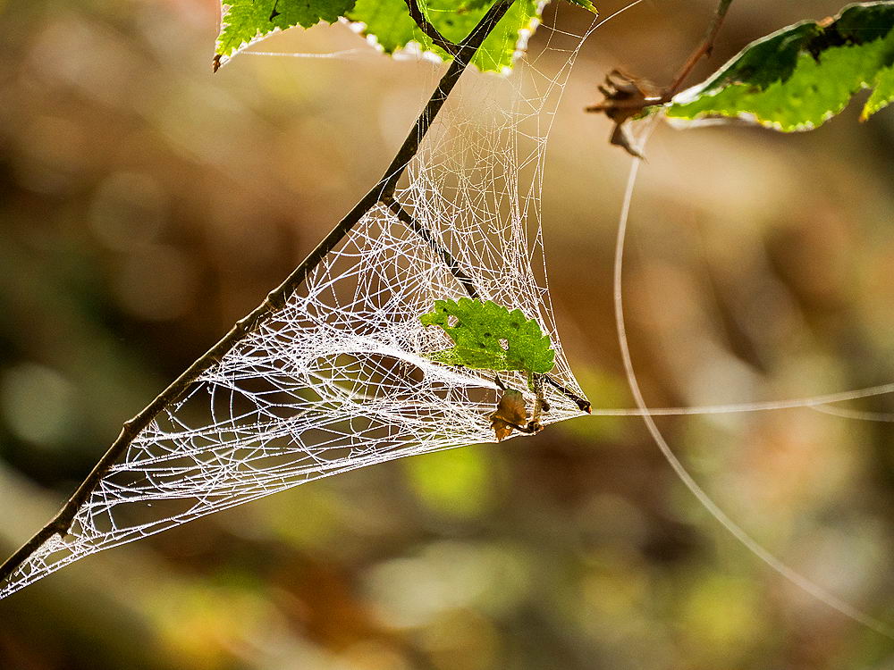 zur &Uuml;bersicht Gespinste 4