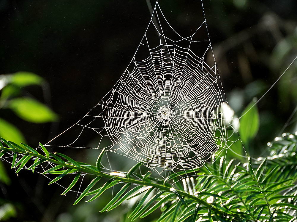 zur &Uuml;bersicht Gespinste 4