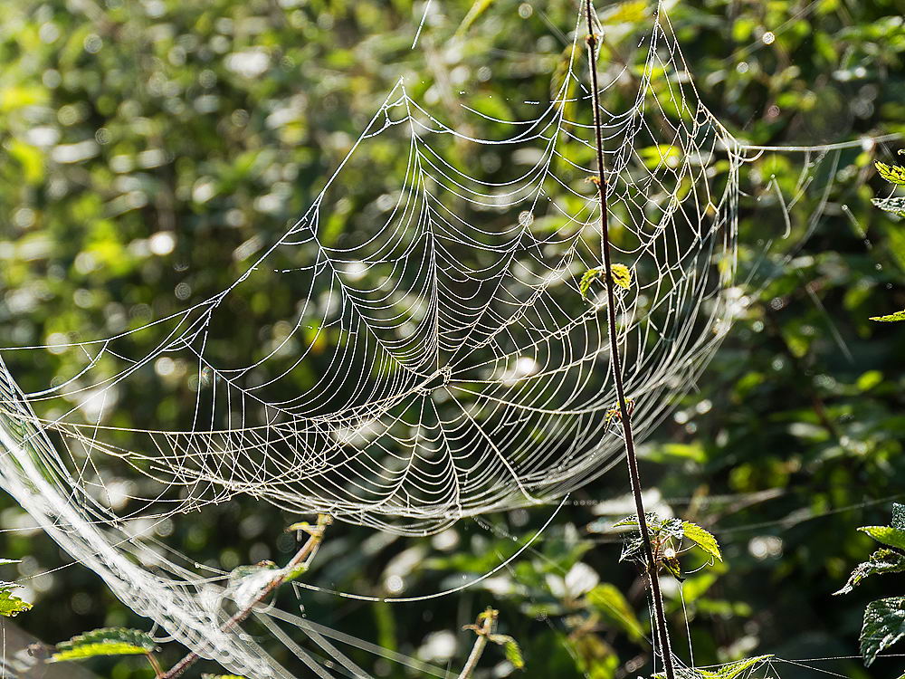 zur &Uuml;bersicht Gespinste 4