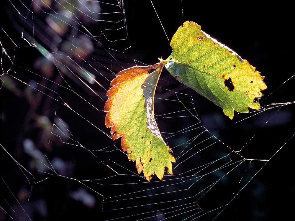 zur &Uuml;bersicht Gespinste 4