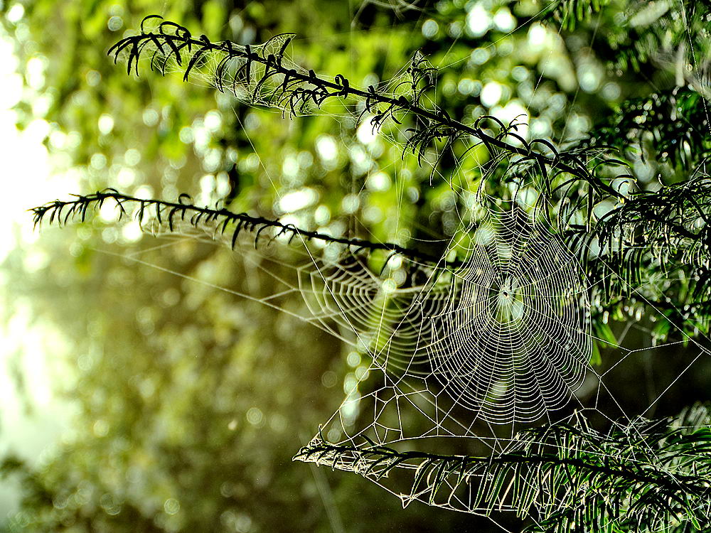 zur &Uuml;bersicht Gespinste 4